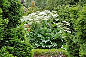 HERACLEUM LANATUM