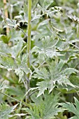 DELPHINIUM ELATUM WITH MILDEW