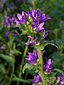 CAMPANULA GLOMERATA, CLUSTERED BELLFLOWER