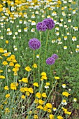 ALLIUM GIGANTEUM AND ANTHEMIS TINCTORIA