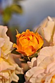 ROSA YELLOW CHARLES AUSTIN