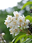 DEUTZIA REFLEXA, SNOW FLOWER