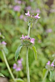 CLINOPODIUM VULGARE SYN. SATUREJA VULGARIS