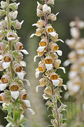 DIGITALIS_LANATA