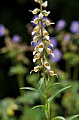 DIGITALIS LANATA