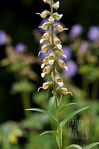 DIGITALIS_LANATA