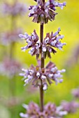 SALVIA VERTICILLATA