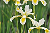 IRIS ORIENTALIS