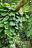 ARISTOLOCHIA MACROPHYLLA