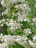 DEUTZIA REFLEXA, SNOW FLOWER