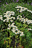 TANACETUM CORYMBOSUM