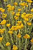 HELICHRYSUM THIANSCHANICUM SCHWEFELLICHT