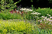 TANACETUM CORYMBOSUM