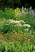 TANACETUM CORYMBOSUM