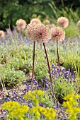 ALLIUM AND LAVANDULA