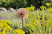 ALLIUM AND EUPHORBIA