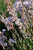 GAURA LINDHEIMERI