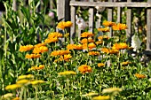 HELIOPSIS HELIANTHOIDES VAR. SCABRA VENUS