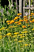 HELIOPSIS HELIANTHOIDES VAR. SCABRA VENUS