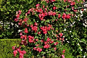 ROSA DORTMUND