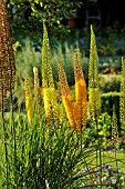 EREMURUS