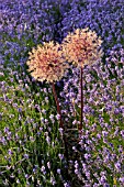 ALLIUM AND LAVANDULA