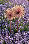 ALLIUM AND LAVANDULA