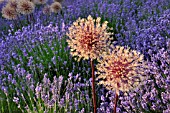 ALLIUM AND LAVANDULA