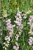 LATHYRUS ODORATUS