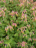 CUPHEA CYANEA HARLEKIN, CIGAR PLANT