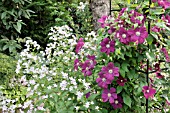 CAMPANULA LACTIFLORA AND CLEMATIS ROUGE CARDINAL