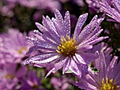 ASTER NOVI-BELGII ROSENHUEGEL, MICHAELMAS DAISY