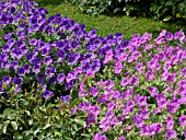 GERANIUM X MAGNIFICUM, CRANESBILL