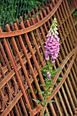 DIGITALIS PURPUREA IN FRONT OF A RUSTY GARDEN GATES