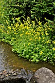 MIMULUS GUTTATUS