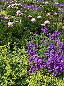 GERANIUM X MAGNIFICUM, CRANESBILL, ALCHEMILLA MOLLIS, LADYS MANTLE, PAEONIA, PAEONY