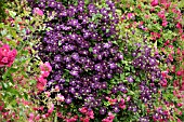 CLEMATIS AND ROSA
