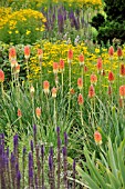 KNIPHOFIA