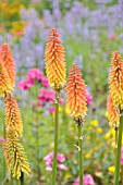 KNIPHOFIA