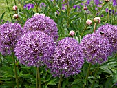 ALLIUM GLOBEMASTER, GIANT ALLIUM