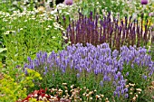 PERENNIAL BED WITH SALVIA