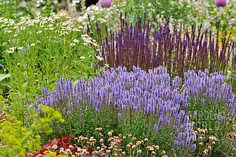 PERENNIAL_BED_WITH_SALVIA