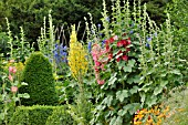 ALCEA ROSEA AND VERBASCUM