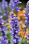 BORAGO OFFICINALIS