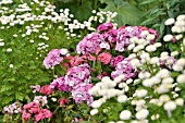 DIANTHUS BARBATUS