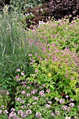 GERANIUM PSILOSTEMON AND CLEOME SPINOSA SENORITA ROSALITA