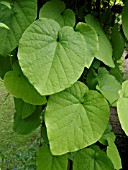 ARISTOLOCHIA MACROPHYLLA, DUTCHMANS PIPE