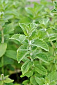 MENTHA SPECIES HILLARYS SWEET LEMON