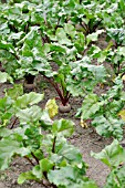 BETA VULGARIS VAR. CONDITIVA