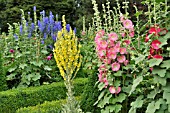 ALCEA ROSEA, VERBASCUM AND DELPHINIUM